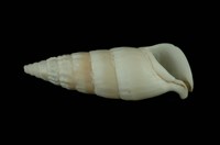 竹筍蟹守螺藏品圖，第4張